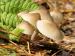 фото Красивые грибы 