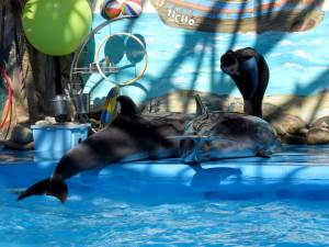 дельфины лежат на суше