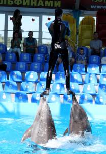 шоу с дельфинами
