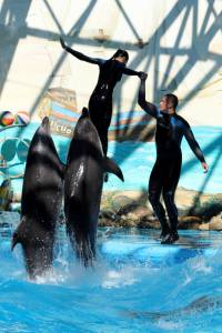 шоу с дельфинами
