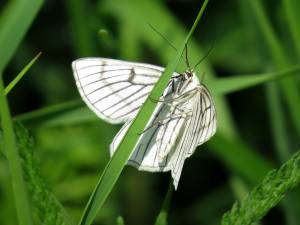 бабочка на траве