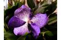 Фотография синяя пятнистая орхидея 