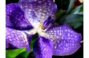 красивая орхидея 