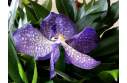 шикарная орхидея  