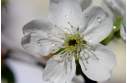 белый цветок с каплями росы 