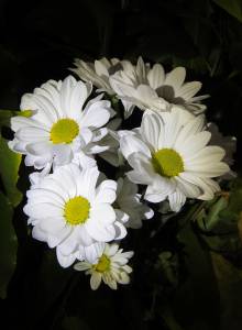 яркие белые цветы 
