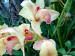фото Садовые орхидеи 