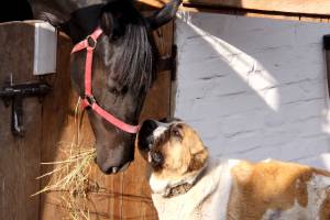Конь и пес 