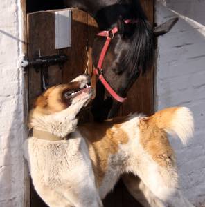 Конь и собака 