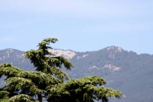 Макушка хвойного дерева на фоне гор
