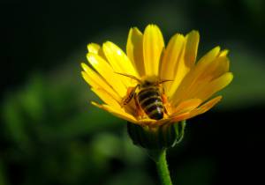 пчела на желтом цветке 