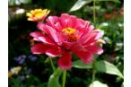 Фотография Цинния - самый летний цветок 