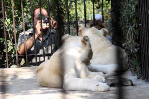 Белые львы и человек с фотоаппаратом 