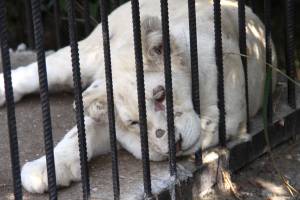 Белый лев в зоопарке 