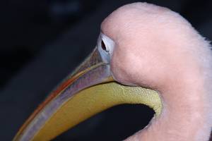 Голова розового пеликана