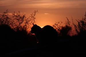 Кошка на фоне заката 