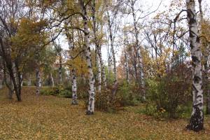 Осенний лес 