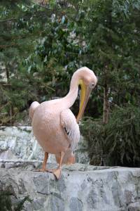 Скачать бесплатно Розовый пеликан