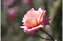 Фотография Розовая роза 