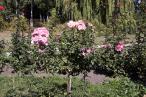 Розовые кусты перед домом 