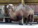 Верблюд из киевского зоопарка 