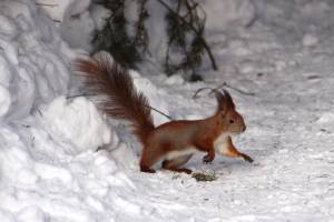 Белка ищет орех под снегом 