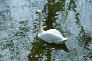 Белый лебедь на пруду 