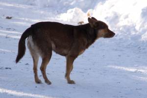 Бродячая собака и снег 