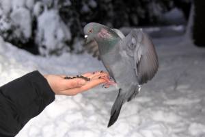 Дикий голубь ест с руки 