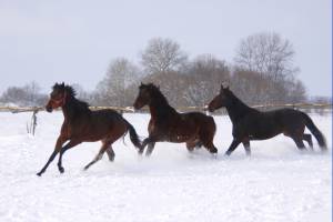 Кони бегут в снегу 