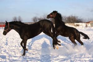 Кони резвятся на снегу 