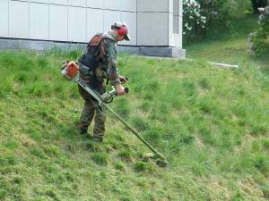 Мужчина стрижет газон триммером