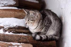 Серый котенок мерзнет зимой на дровах 
