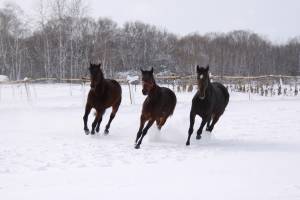 Тройка коней на снегу 