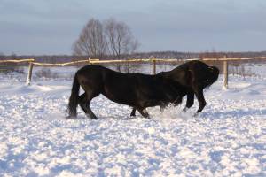 лошади зимой на снегу 