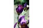 Фотография Бутоны фиолетового цветка 
