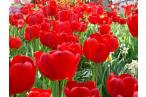 Фотография Красные тюльпаны 