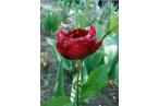 Фотография Луковичные растения тюльпаны пионовидные Тюльпан Tulipa Double Dutch 