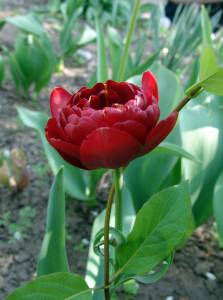 Луковичные растения тюльпаны пионовидные Тюльпан Tulipa Double Dutch 