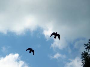Птицы летящие в небе 