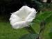 Большой белый цветок Дурман 